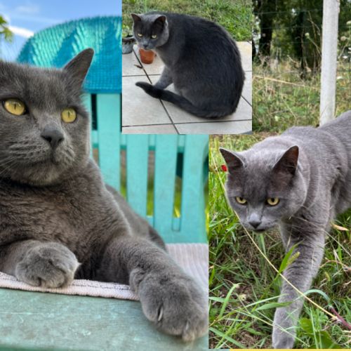 #FR2401880 - Chat perdu #FR2401880 - Chat perdu