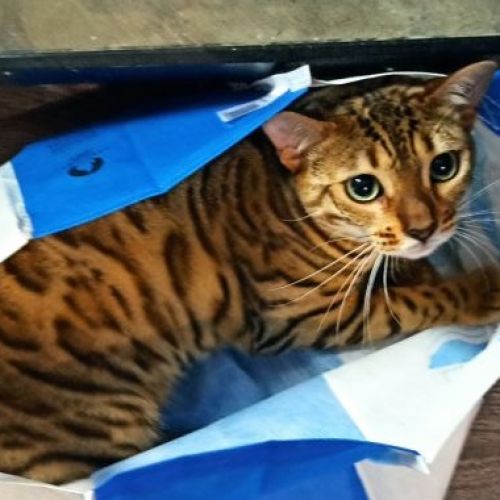 #FR2401890 - Chat perdu