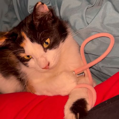 #FR2401893 - Chat perdu