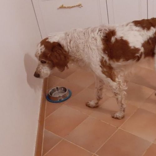 #FR2401898 - Chien trouvé