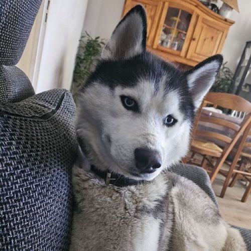 #FR2401905 - Chien perdu