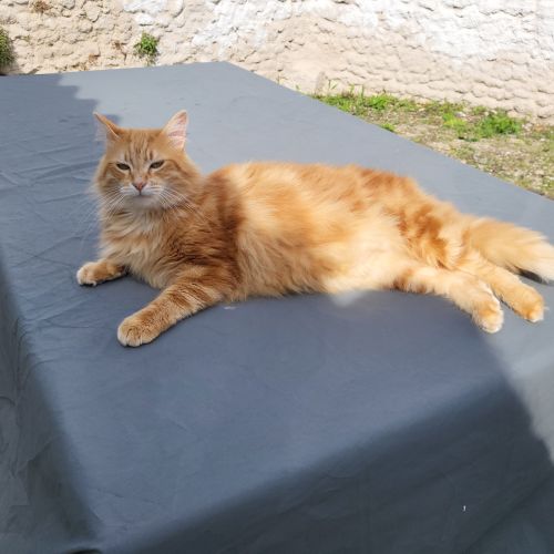 #FR2401920 - Chat perdu #FR2401920 - Chat perdu