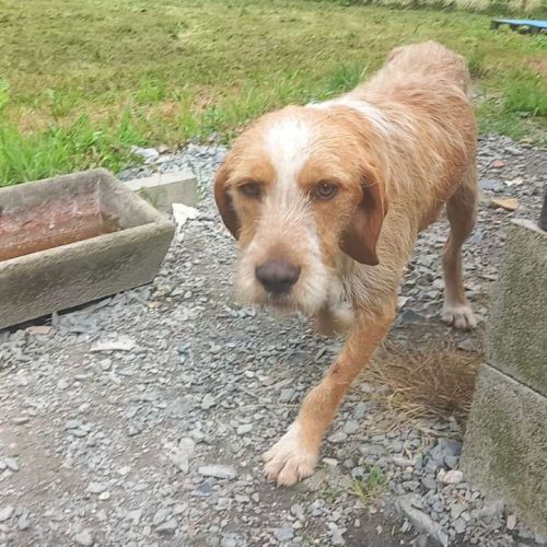 #FR2401922 - Chien perdu