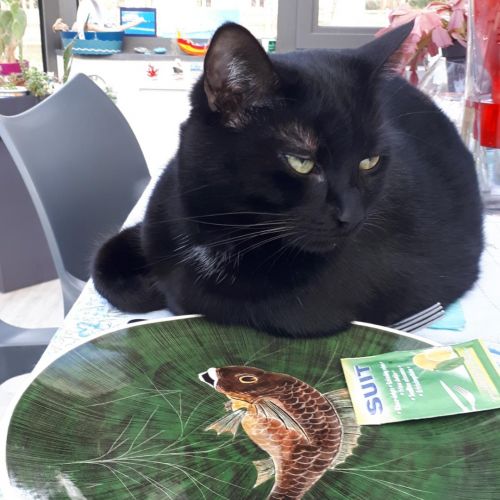 #FR2401925 - Chat perdu #FR2401925 - Chat perdu