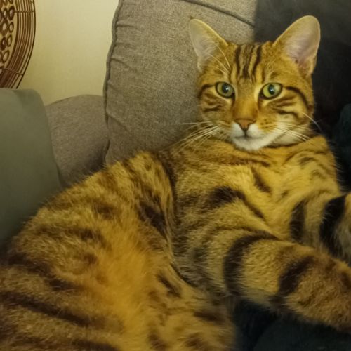 #FR2501935 - Chat perdu à Cranves-Sales