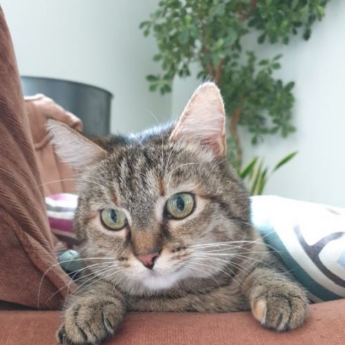 #FR2501941 - Chat perdu - Carquefou - AnimalWeb France #FR2501941 - Chat perdu - Carquefou - AnimalWeb France