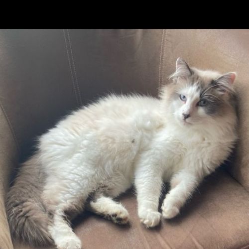#FR2501944 - Tylou - Chat perdu - Genillé - AnimalWeb France #FR2501944 - Tylou - Chat perdu - Genillé - AnimalWeb France