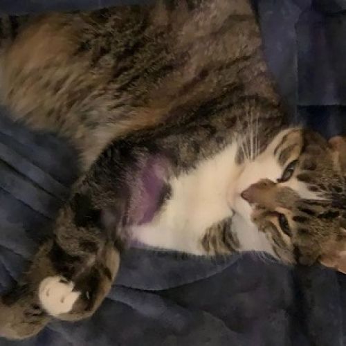 #FR2501946 - Chat perdu à Fréjus #FR2501946 - Chat perdu à Fréjus