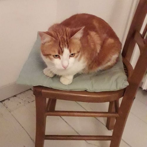 #FR2401947 - Chaussette - Chat perdu - Saint-Étienne-en-Coglès - Anima