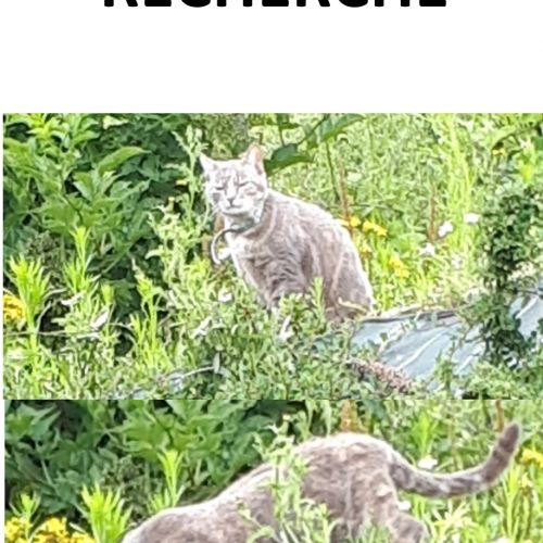 #FR210195 - Chat Perdu #FR210195 - Chat Perdu