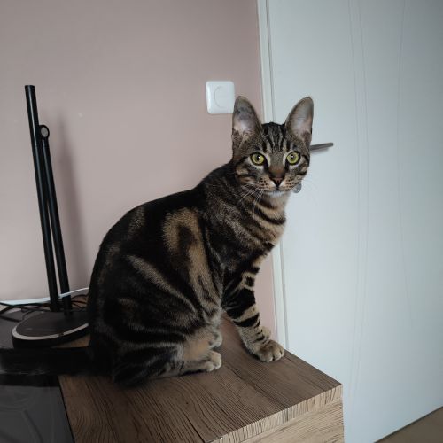 #FR2501954 - Lulu - Chat perdu à Peynier - AnimalWeb France