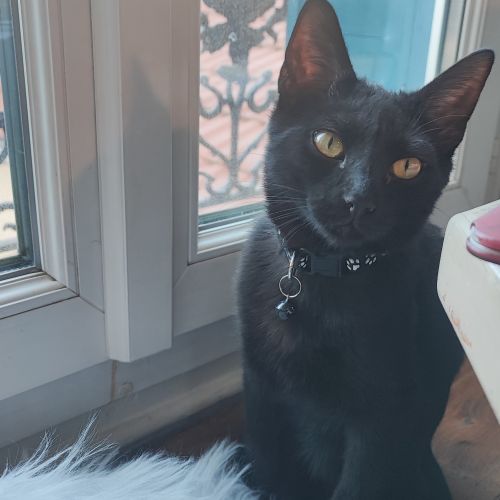 #FR2501956 - Biscotte - Chat perdu à Fontenay-sous-Bois - AnimalWeb Fr #FR2501956 - Biscotte - Chat perdu à Fontenay-sous-Bois - AnimalWeb Fr