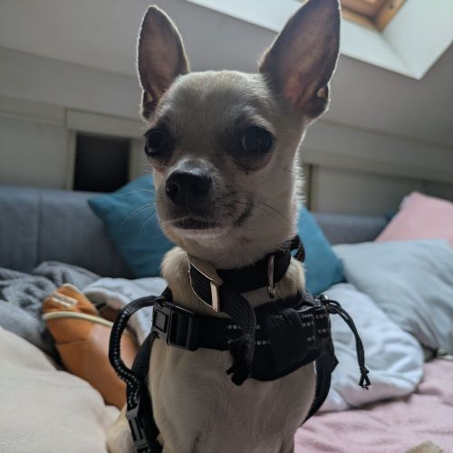 #FR2501962 - Zeus - Chien perdu à Sucé-sur-Erdre - AnimalWeb France #FR2501962 - Zeus - Chien perdu à Sucé-sur-Erdre - AnimalWeb France