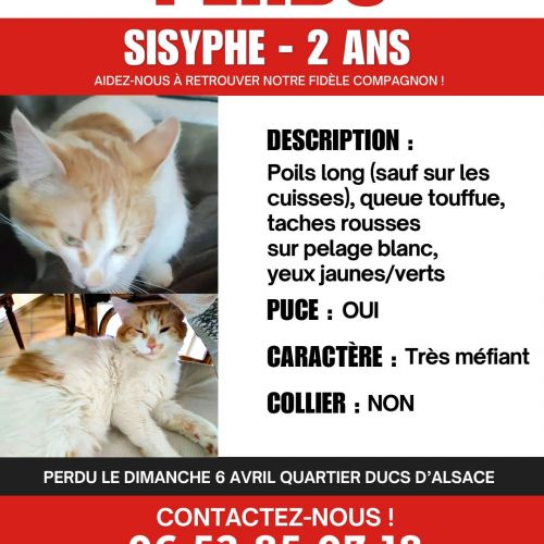 #FR2501967 - Chat perdu