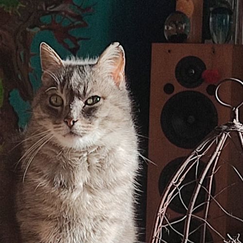 #FR2501972 - Gargou - Chat perdu à Pleudihen-sur-Rance - AnimalWeb Fra #FR2501972 - Gargou - Chat perdu à Pleudihen-sur-Rance - AnimalWeb Fra