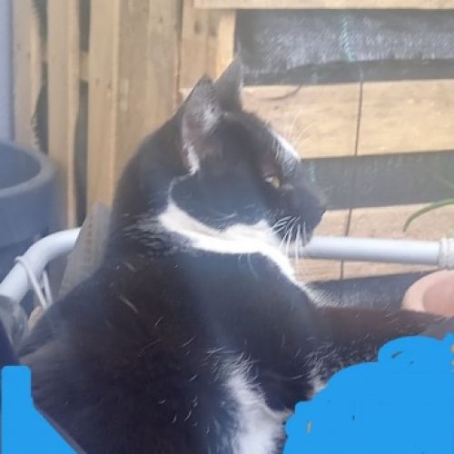 #FR2501974 - Chat perdu #FR2501974 - Chat perdu