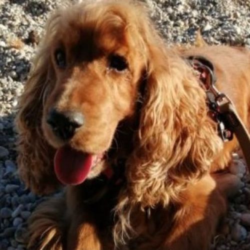 #FR2501979 - Helliot, chien perdu à La Seyne-sur-Mer - AnimalWeb Franc #FR2501979 - Helliot, chien perdu à La Seyne-sur-Mer - AnimalWeb Franc
