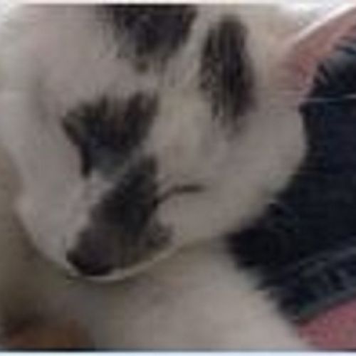#FR2501980 - Maho, chat perdu à Dijon - AnimalWeb France #FR2501980 - Maho, chat perdu à Dijon - AnimalWeb France