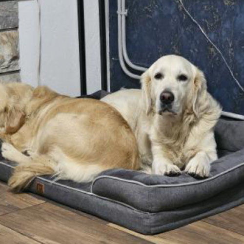 #FR2501983 - Duncan et Jessie, chiens perdus à Castelsarrasin - Animal