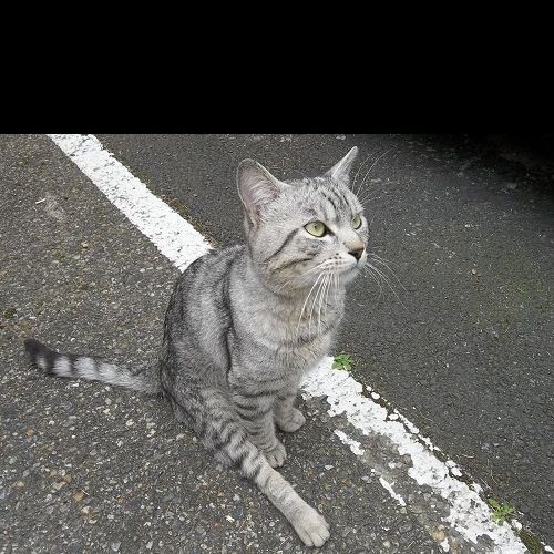 #FR2501986 - Chat trouvé à Toulouse - AnimalWeb France #FR2501986 - Chat trouvé à Toulouse - AnimalWeb France