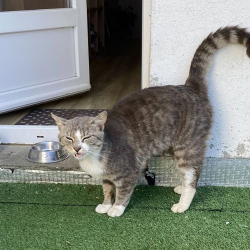 #FR2501988 - Chat trouvé - Mauvezin - AnimalWeb France #FR2501988 - Chat trouvé - Mauvezin - AnimalWeb France