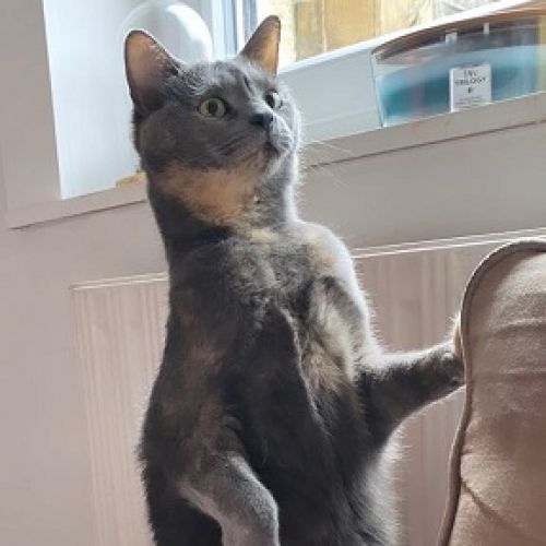 #FR2501990 - Millau, chat perdu à Wattrelos - AnimalWeb France #FR2501990 - Millau, chat perdu à Wattrelos - AnimalWeb France