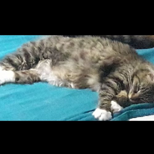 #FR2501997 - Chat perdu #FR2501997 - Chat perdu