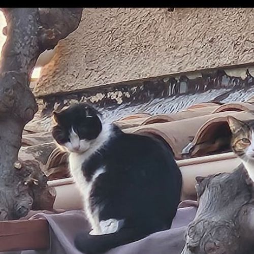 #FR2501998 - Jude, chat perdu à La-Seyne-sur-Mer - AnimalWeb France #FR2501998 - Jude, chat perdu à La-Seyne-sur-Mer - AnimalWeb France