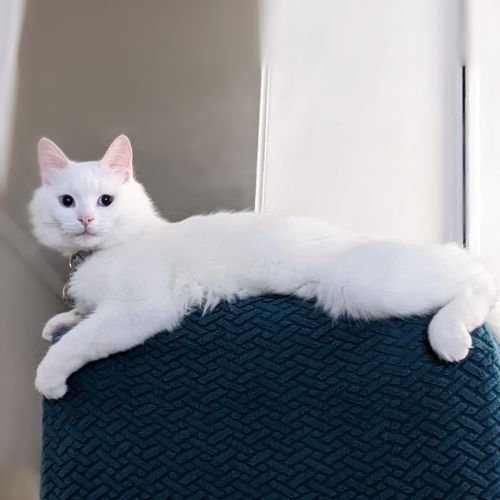 #FR2502007 - Opale, chat perdu à Ézanville - AnimalWeb France #FR2502007 - Opale, chat perdu à Ézanville - AnimalWeb France