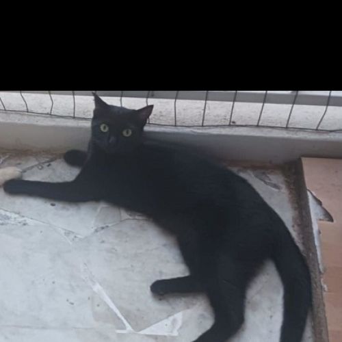 #FR2502013 - Emy, chat perdu à Antibes - AnimalWeb France #FR2502013 - Emy, chat perdu à Antibes - AnimalWeb France