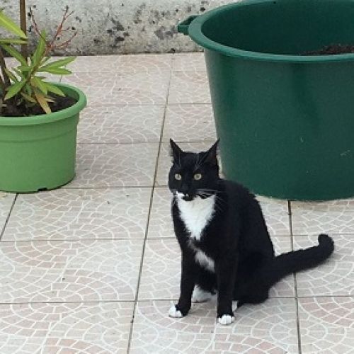#FR2502014 - Luna, chat perdu à Saintes - AnimalWeb France #FR2502014 - Luna, chat perdu à Saintes - AnimalWeb France