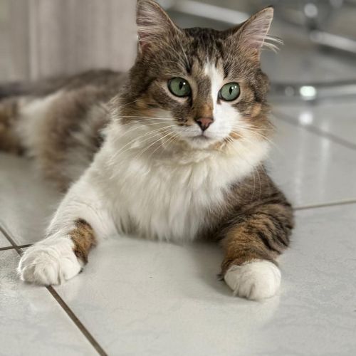 #FR2502017 - Vroum-, chat perdu à Descartes - AnimalWeb France #FR2502017 - Vroum-, chat perdu à Descartes - AnimalWeb France