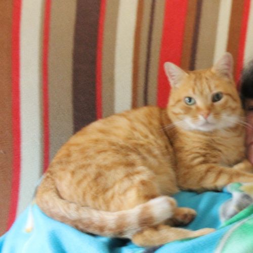 #FR2502018 - Mimi, chat perdu à Salies-de-Béarn - AnimalWeb France #FR2502018 - Mimi, chat perdu à Salies-de-Béarn - AnimalWeb France
