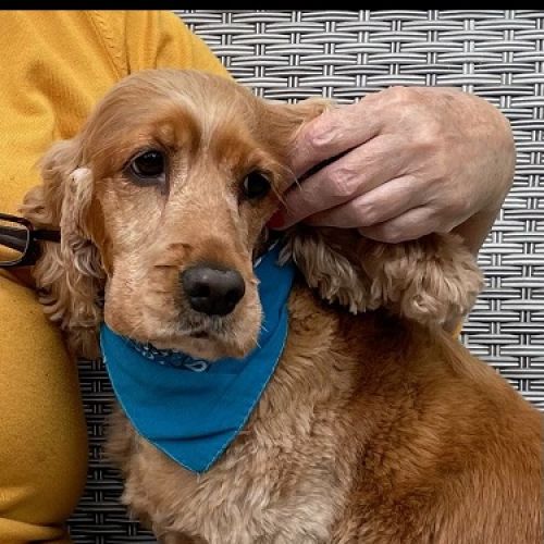 #FR2502019 - Chien perdu #FR2502019 - Chien perdu