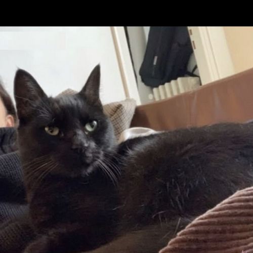 #FR2502021 - Ola, chat perdu à Migennes - AnimalWeb France #FR2502021 - Ola, chat perdu à Migennes - AnimalWeb France