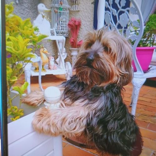 #FR2502022 - Gipsy, chien perdu à Bourgtheroulde-Infreville - AnimalWe #FR2502022 - Gipsy, chien perdu à Bourgtheroulde-Infreville - AnimalWe