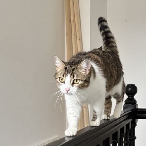 #FR2502023 - Lana, chat perdu à Saint-Aubin-de-Médoc - AnimalWeb Franc #FR2502023 - Lana, chat perdu à Saint-Aubin-de-Médoc - AnimalWeb Franc