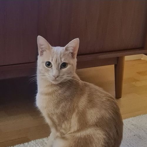 #FR2502024 - Vesta, chat perdu à Mézières-sur-Couesnon - AnimalWeb Fra #FR2502024 - Vesta, chat perdu à Mézières-sur-Couesnon - AnimalWeb Fra