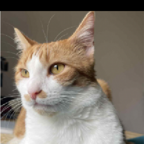 #FR2502027 - Malo, chat perdu à Alençon - AnimalWeb France #FR2502027 - Malo, chat perdu à Alençon - AnimalWeb France