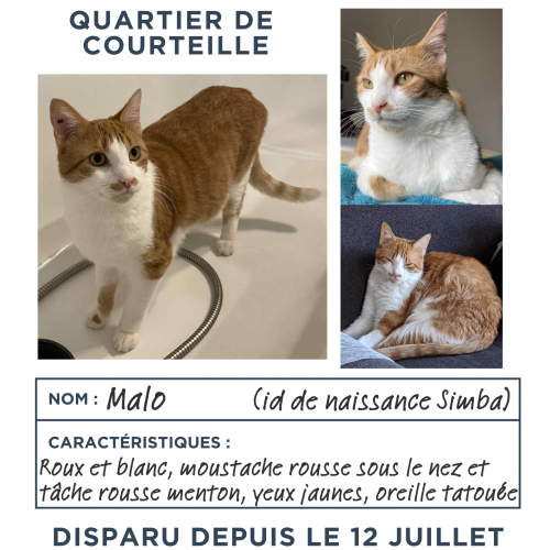 #FR2502027 - Chat perdu