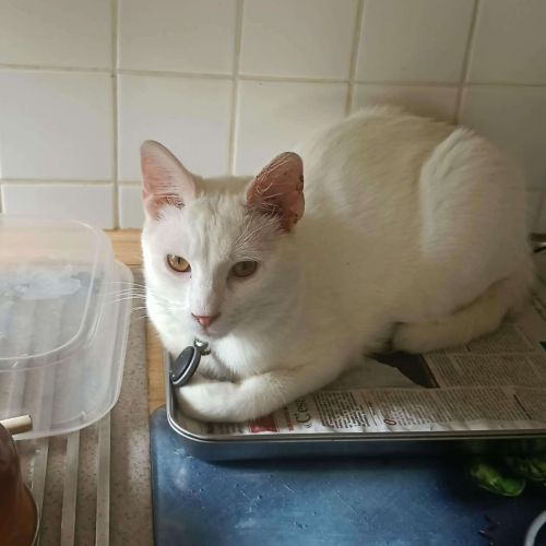 #FR2502032 - César, chat perdu à Le Thil - AnimalWeb France #FR2502032 - César, chat perdu à Le Thil - AnimalWeb France