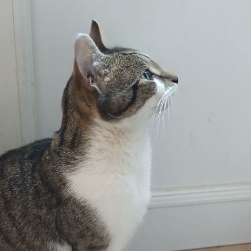 #FR2502033 - Felix, chat perdu à Lievin - AnimalWeb France #FR2502033 - Felix, chat perdu à Lievin - AnimalWeb France
