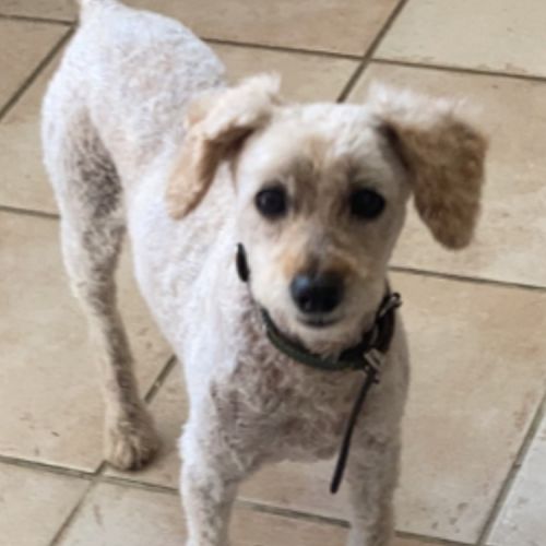 #FR2502034 - Domino, chien perdu à Saint-Germain-de-Clairefeuille - An #FR2502034 - Domino, chien perdu à Saint-Germain-de-Clairefeuille - An
