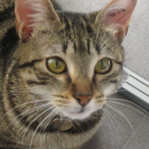 #FR2502035 - Indi, chat perdu à Le Haillan - AnimalWeb France #FR2502035 - Indi, chat perdu à Le Haillan - AnimalWeb France