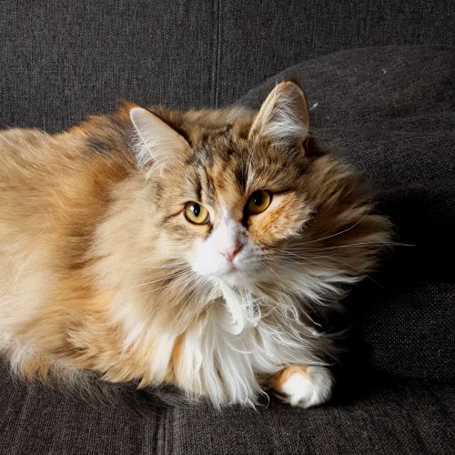 #FR2502036 - Chat perdu - Vercoiran - AnimalWeb France #FR2502036 - Chat perdu - Vercoiran - AnimalWeb France