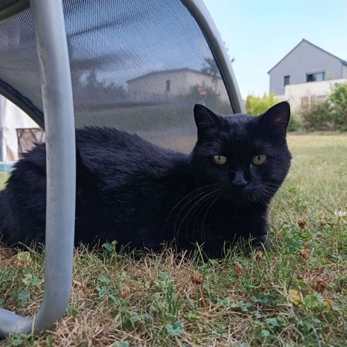 Chatte perdue sur Betton Chatte perdue sur Betton