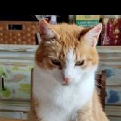 #FR210204 - Chat Perdu #FR210204 - Chat Perdu