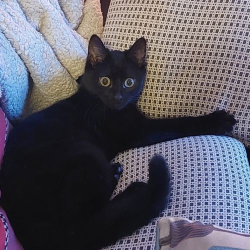 #FR2502040 - Ébène, chat perdu à Deuil-la-Barre - AnimalWeb France #FR2502040 - Ébène, chat perdu à Deuil-la-Barre - AnimalWeb France