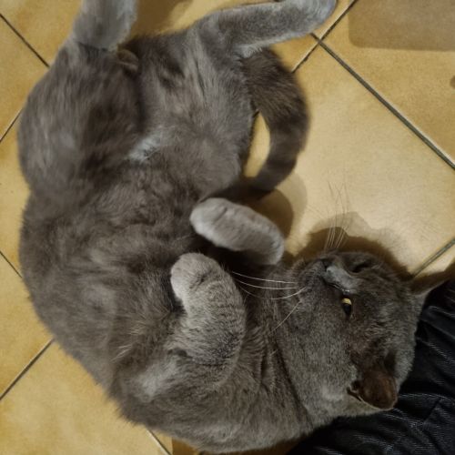 #FR2502043 - Guismo, chat perdu - Garat - AnimalWeb France #FR2502043 - Guismo, chat perdu - Garat - AnimalWeb France