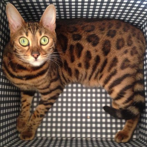 Havane, chat bengal perdu dans le secteur de St Rémy la Varenne Havane, chat bengal perdu dans le secteur de St Rémy la Varenne